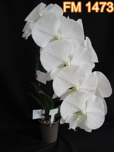 ПРО УДОБРЕНИЯ ОРХИДЕЙ