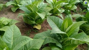 Табак 2023 года.