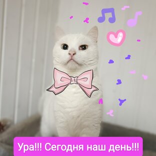 День хвоСТОв!