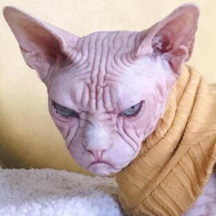 СМЕШНЫЕ СФИНКСЫ