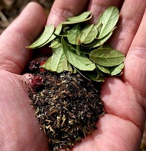 Лесная подборка