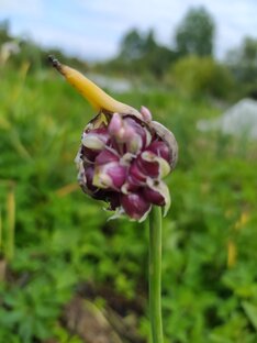 Всё про ЧЕСНОК 