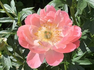 Мой прекрасный сад!