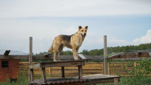 Животные ищут дом