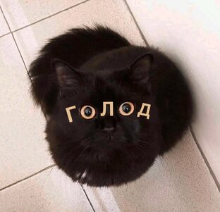 Помощь бездомным животным