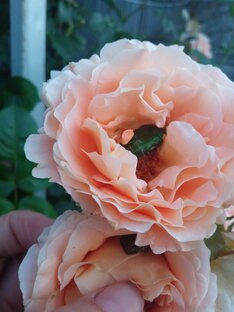 Жизнь со свекровью и без