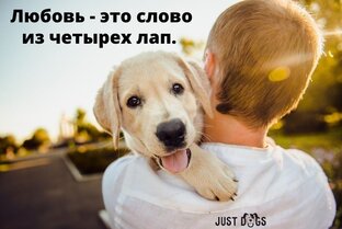 ШЕНКИ г.ДОЛГОПРУДНОГО, МО