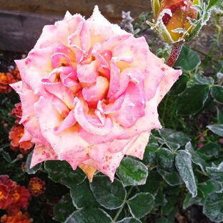 Первые заморозки 