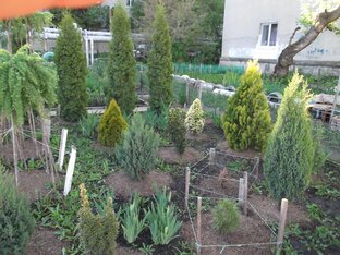 Хвойные растения