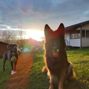Отдых с собакой. Обмен информацией