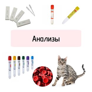 Анализы