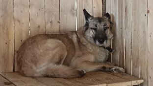 Собаки-бояки