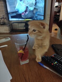 О котиках, моих и чужих
