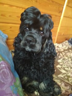 Я и моя собака