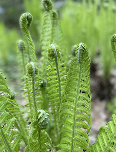 Живое и экология