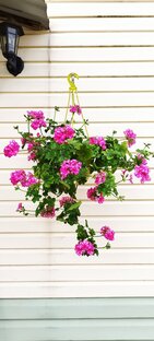 Про пеларгонии, в основном)))