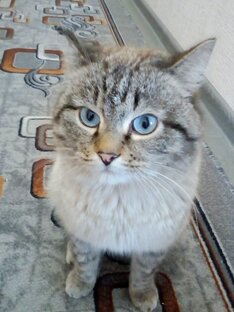 Мои питомцы