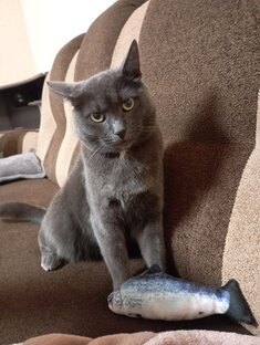 Вопрос-ответ 