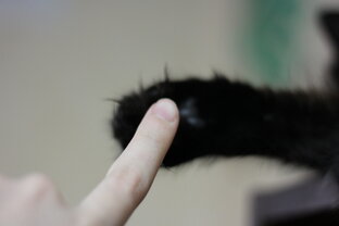 Люди и котики