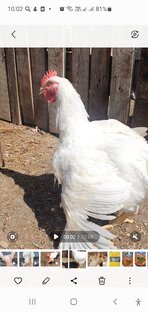 Бролеры🐔,куры🐓,цыплята🐣🐤