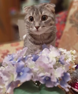 Кошка Бася