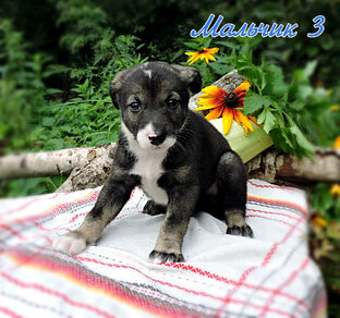 Мальчик 3