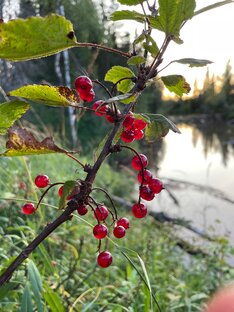 Полезные растения и ягоды