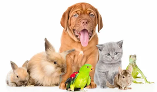 Звери бывают разные