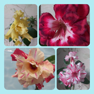 Мои растения