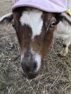 Бурские   козы.  