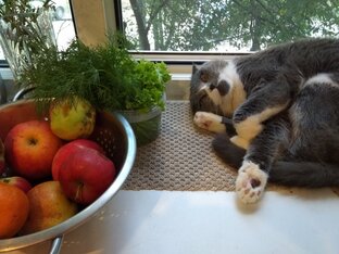 МОИ И ДРУГИЕ КИСУНЫ