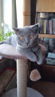 Любимица Сонечка