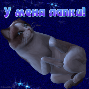 Котопозитив