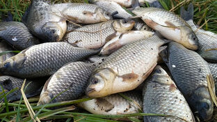 🎣 Карась по открытой воде. Весна, лето, осень.