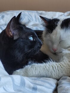 Наши коты и другие животные