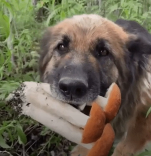 Собаки юмор