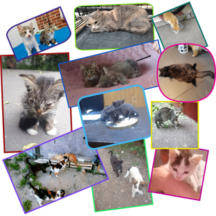 Котята Кузьминки