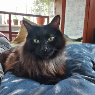 Про котов - бармалеев (Курильские бобтейлы)