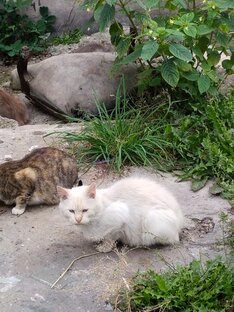Котикам нужна помощь🙏