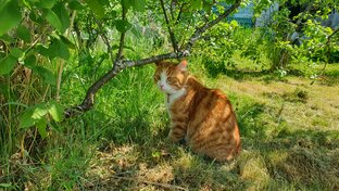 Мы с котиком на даче:)