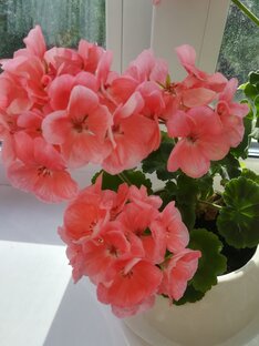 Комнатные цветы