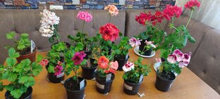 Пеларгонии