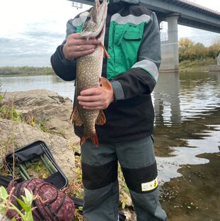 Совсем немного о хищниках