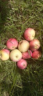 Плоды трудов и дачные рецепты