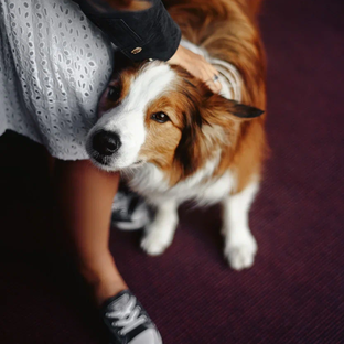 Сервисные собаки