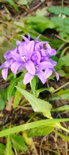 Стихоплети