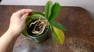 Катя