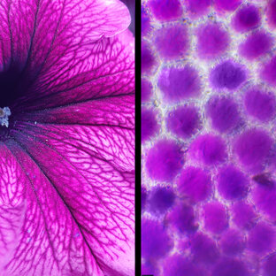 Живые краски