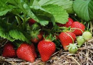Клубника, земляника