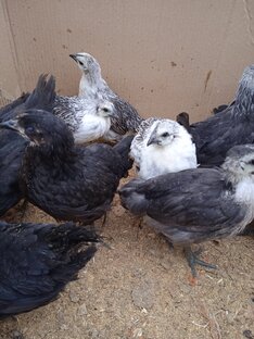 Курочки Лакеданцзы 